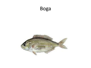Boga