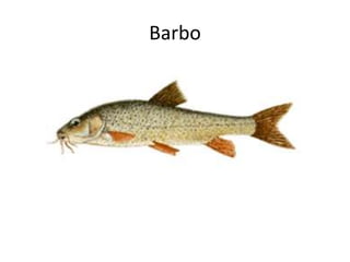 Barbo