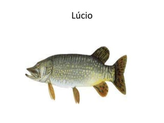 Lúcio