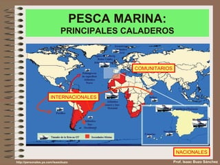 PESCA MARINA: PRINCIPALES CALADEROS Prof. Isaac Buzo Sánchez NACIONALES COMUNITARIOS INTERNACIONALES http://personales.ya.com/isaacbuzo 