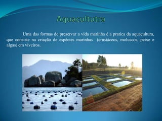 Uma das formas de preservar a vida marinha é a pratica da aquacultura,
que consiste na criação de espécies marinhas (crustáceos, moluscos, peixe e
algas) em viveiros.
 