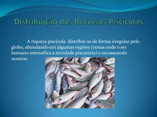 A riqueza piscícola distribui-se de forma irregular pelo
globo, abundando em algumas regiões (zonas onde o ser
humano intensifica a atividade piscatória) e escasseando
noutras.
 