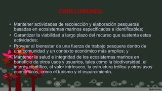 CONCLUSIONES.
• Mantener actividades de recolección y elaboración pesqueras
basadas en ecosistemas marinos especificados e identificables;
• Garantizar la viabilidad a largo plazo del recurso que sustenta estas
actividades;
• Proveer al bienestar de una fuerza de trabajo pesquera dentro de
una comunidad y un contexto económico más amplios; y
• Mantener la salud e integridad de los ecosistemas marinos en
beneficio de otros usos y usuarios, tales como la biodiversidad, el
interés científico, el valor intrínseco, la estructura trófica y otros usos
económicos, como el turismo y el esparcimiento.
 
