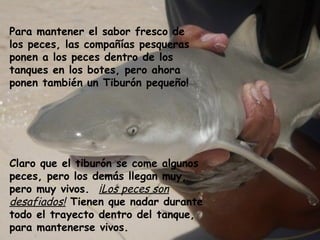 Para mantener el sabor fresco de
los peces, las compañías pesqueras
ponen a los peces dentro de los
tanques en los botes, pero ahora
ponen también un Tiburón pequeño!




Claro que el tiburón se come algunos
peces, pero los demás llegan muy,
pero muy vivos. ¡Los peces son
desafiados! Tienen que nadar durante
todo el trayecto dentro del tanque,
para mantenerse vivos.
 