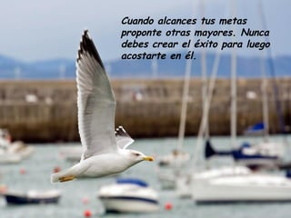 Cuando alcances tus metas
proponte otras mayores. Nunca
debes crear el éxito para luego
acostarte en él.
 