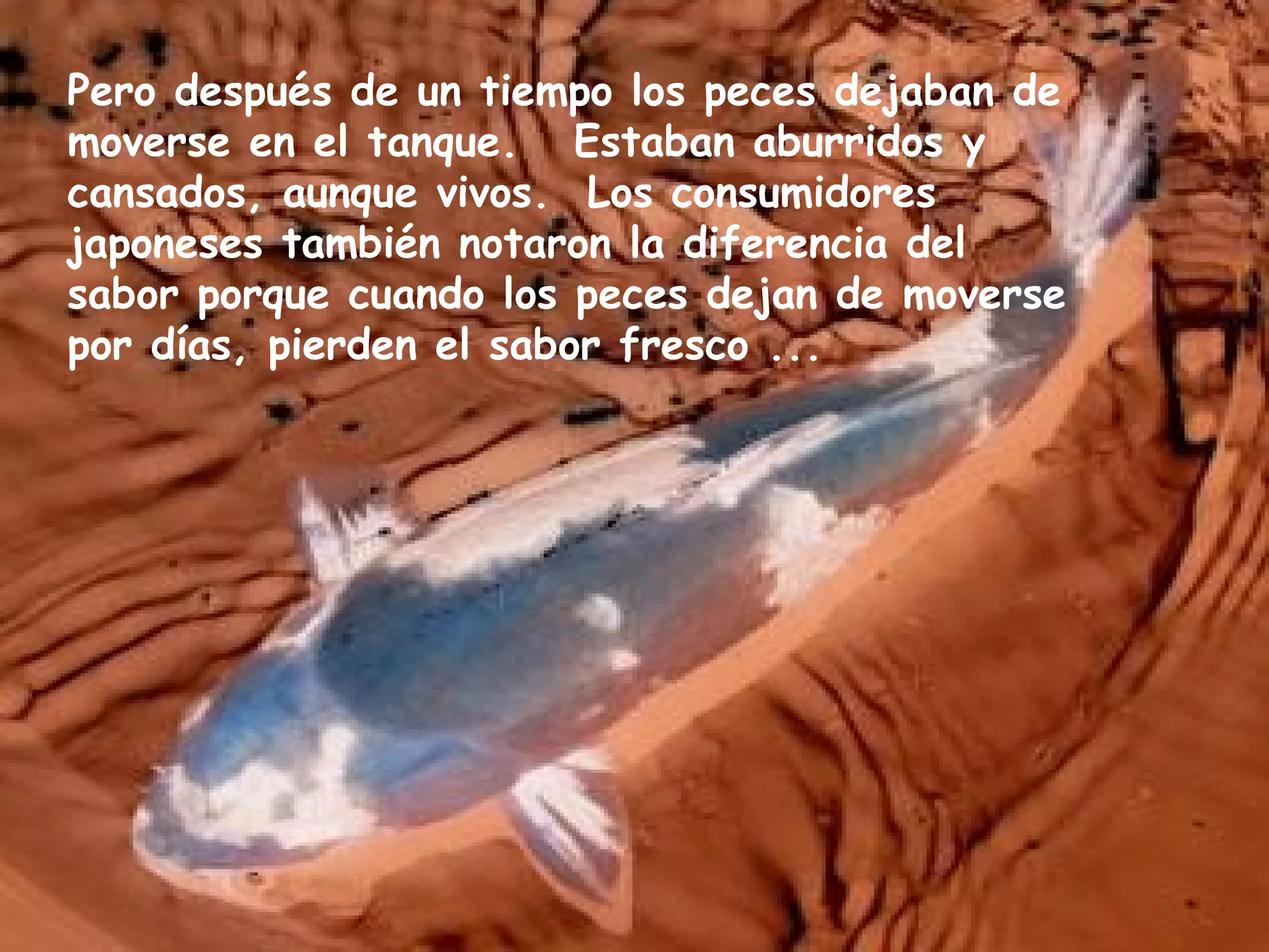Pero después de un tiempo los peces dejaban de
moverse en el tanque. Estaban aburridos y
cansados, aunque vivos. Los consumidores
japoneses también notaron la diferencia del
sabor porque cuando los peces dejan de moverse
por días, pierden el sabor fresco ...
 