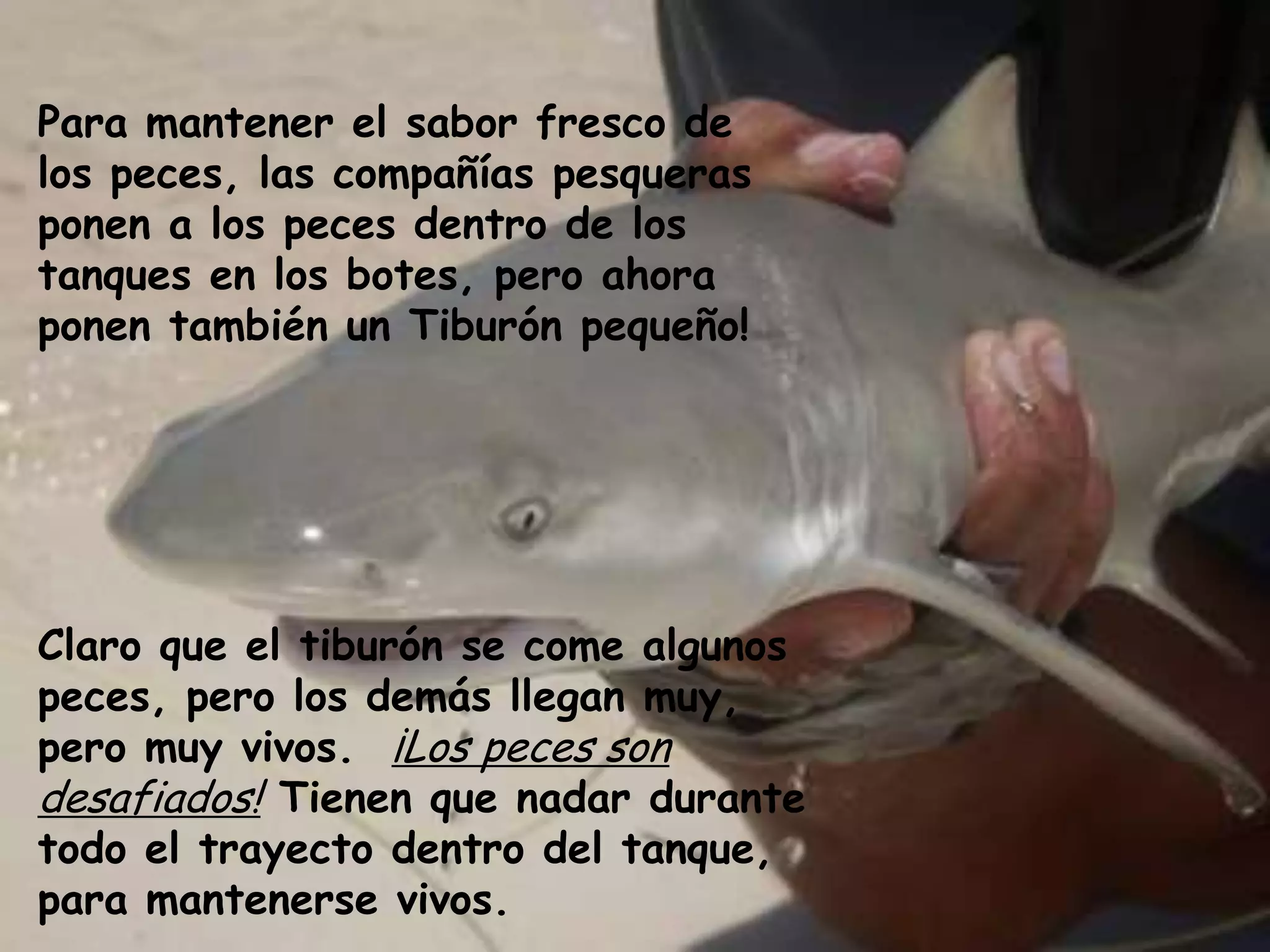 Para mantener el sabor fresco de los peces, las compañías pesqueras ponen a los peces dentro de los tanques en los botes, pero ahora ponen también un Tiburón pequeño! Claro que el tiburón se come algunos peces, pero los demás llegan muy, pero muy vivos.  ¡Los peces son desafiados! Tienen que nadar durante todo el trayecto dentro del tanque, para mantenerse vivos.