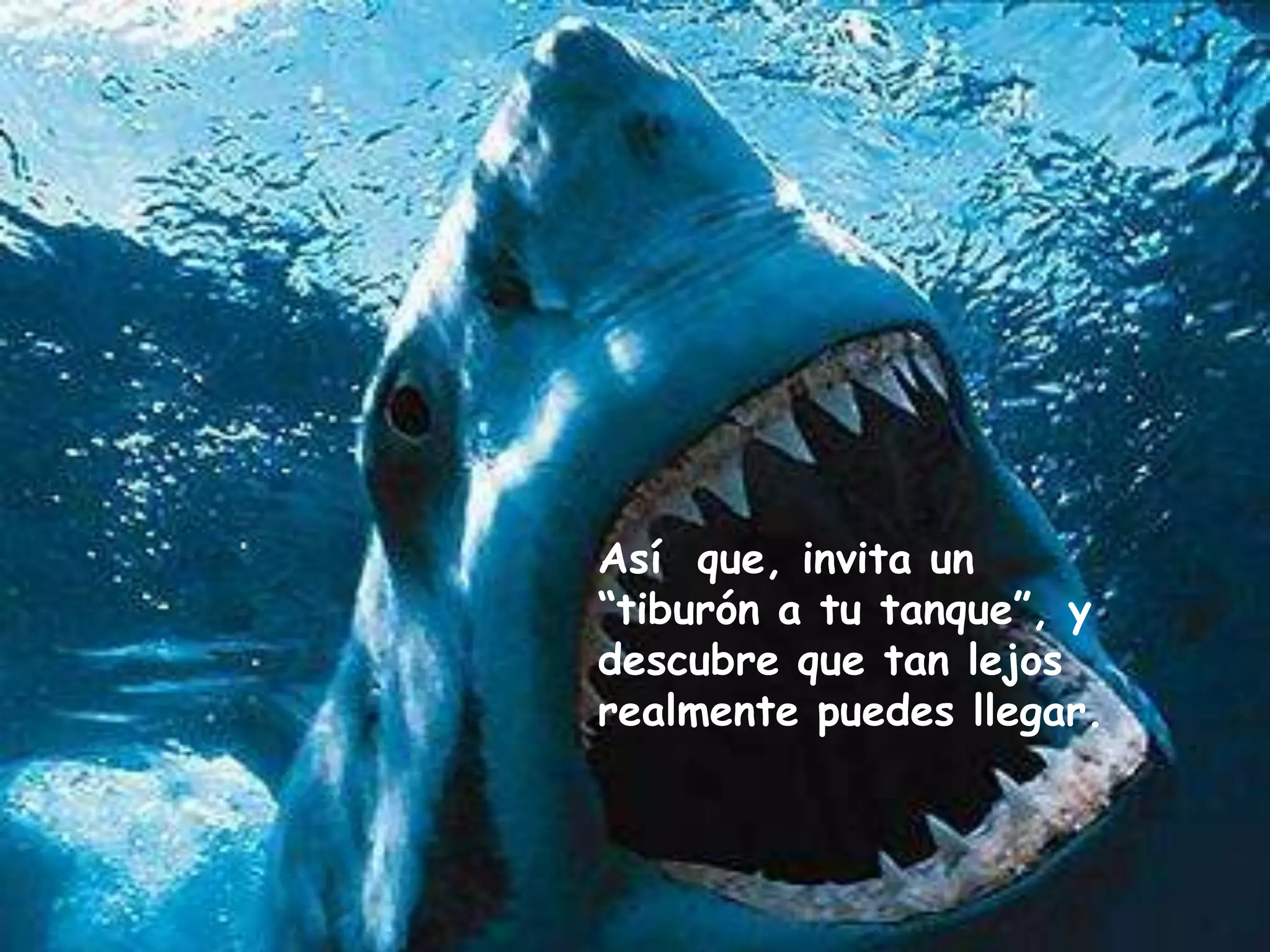 Así  que, invita un “tiburón a tu tanque”, y descubre que tan lejos realmente puedes llegar. 