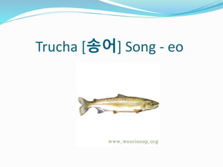 Trucha [송어] Song - eo
 