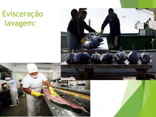 Evisceração
lavagem:
 