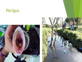 Perigos
 