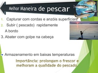 1. Capturar com cordas e anzóis superficiais
2. Subir ( pescado) rapidamente
A bordo
3. Abater com golpe na cabeça
Armazenamento em baixas temperaturas
 