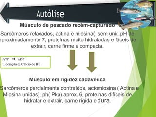 Músculo de pescado recém-capturado
Sarcômeros relaxados, actina e miosina( sem unir, pH de
aproximadamente 7, proteínas muito hidratadas e fáceis de
extrair, carne firme e compacta.
Músculo em rigidez cadavérica
Sarcômeros parcialmente contraídos, actomiosina ( Actina e
Miosina unidas), ph( Pka) aprox. 6, proteínas difíceis de
hidratar e extrair, carne rígida e dura.
ATP  ADP
Liberação de Cálcio do RE
 