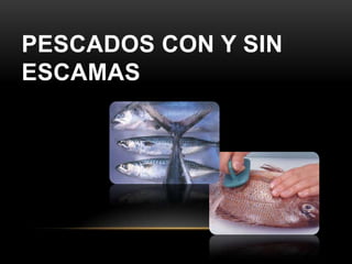 PESCADOS CON Y SIN
ESCAMAS

 
