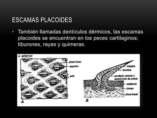 ESCAMAS PLACOIDES
• También llamadas dentículos dérmicos, las escamas
placoides se encuentran en los peces cartilaginos;
tiburones, rayas y quimeras.

 