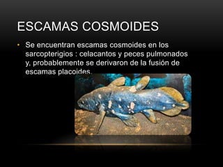 ESCAMAS COSMOIDES
• Se encuentran escamas cosmoides en los
sarcopterigios : celacantos y peces pulmonados
y, probablemente se derivaron de la fusión de
escamas placoides.

 