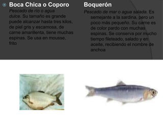  Boca Chica o Coporo
Pescado de río o agua
dulce. Su tamaño es grande
puede alcanzar hasta tres kilos,
de piel gris y escamosa, de
carne amarillenta, tiene muchas
espinas. Se usa en mousse,
frito
Boquerón
Pescado de mar o agua salada. Es
semejante a la sardina, pero un
poco más pequeño. Su carne es
de color pardo con muchas
espinas. Se conserva por mucho
tiempo fileteado, salado y en
aceite, recibiendo el nombre de
anchoa
 
