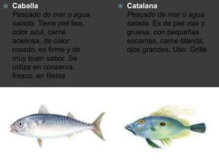 .
 Caballa
Pescado de mar o agua
salada. Tiene piel lisa,
color azul, carne
aceitosa, de color
rosado, es firme y de
muy buen sabor. Se
utiliza en conserva,
fresco, en filetes
 Catalana
Pescado de mar o agua
salada. Es de piel roja y
gruesa, con pequeñas
escamas, carne blanda,
ojos grandes. Uso: Grillé
 
