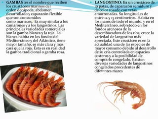  GAMBAS :es el nombre que reciben
los crustáceos marinos del
orden decápoda, abdomen
desarrollado y caparazón flexible
que son consumidos
como mariscos.1 Es muy similar a los
camarones y a los langostinos. Las
principales variedades comerciales
son la gamba blanca y la roja. La
blanca habita en los fondos del
Mediterráneo y del Atlántico, tiene
mayor tamaño, es más clara y más
cara que la roja. Ésta es en realidad
la gamba tradicional o gamba rosa.
 LANGOSTINO: Es un crustáceo de
10 patas, de caparazón semiduro y
de color rosado con vetas
amorronadas. Su longitud es de
entre 12 y 15 centímetros. Habita en
los mares de todo el mundo, y en el
Mediterráneo, sobretodo en los
fondos arenosos de la
desembocadura de los ríos, crece la
variedad de langostino más
apreciada. Este crustáceo es en la
actualidad una de las especies de
mayor consumo debido al desarrollo
de su cría controlada en espacios
costeros y a la posibilidad de
comprarlo congelado. Existen
diversas variedades de langostinos
congelados procedentes de
diferentes mares
 