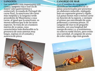  LANGOSTA
 Las variedades más importantes son
cuatro: langosta roja o real (la de
mayor valor gastronómico y
comercial), la rosada de Portugal (de
carne fina), la americana (de carne
más insípida) y la langosta verde
procedente de Mauritania y cuya
carne, al igual que la americana, es
menos sabrosa que la de las otras
especies. Se trata de un crustáceo
marino de 10 patas, cuya
característica más destacable es la
presencia de unas antenas muy
largas, espinas en el costado y
ausencia de pinza
 CANGREJO DE MAR
 Con el nombre de cangrejo se
identifican los crustáceos de 10
patas caracterizados por presentar
un abdomen reducido, replegado
bajo un caparazón grueso y rígido.
Las patas tienen más o menos carne
en función de la especie, y siempre
el primer par está dotado de unas
poderosas y carnosas pinzas. El
cangrejo de mar es de pequeño
tamaño, con una longitud del
cuerpo de entre 3 y 4 centímetros,
su color es verde oscuro, pero existe
una variedad, el cangrejo de arena
de color rojizo, algo más grande
 