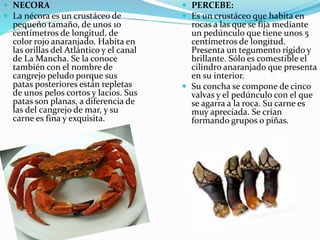  NECORA
 La nécora es un crustáceo de
pequeño tamaño, de unos 10
centímetros de longitud, de
color rojo anaranjado. Habita en
las orillas del Atlántico y el canal
de La Mancha. Se la conoce
también con el nombre de
cangrejo peludo porque sus
patas posteriores están repletas
de unos pelos cortos y lacios. Sus
patas son planas, a diferencia de
las del cangrejo de mar, y su
carne es fina y exquisita.
 PERCEBE:
 Es un crustáceo que habita en
rocas a las que se fija mediante
un pedúnculo que tiene unos 5
centímetros de longitud.
Presenta un tegumento rígido y
brillante. Sólo es comestible el
cilindro anaranjado que presenta
en su interior.
 Su concha se compone de cinco
valvas y el pedúnculo con el que
se agarra a la roca. Su carne es
muy apreciada. Se crían
formando grupos o piñas.
 