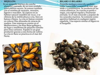  MEJILLON:
Es un pequeño marisco de concha
alargada y estriada, de un tono azulado
más o menos oscuro. Se conoce también
con el nombre de mojojón, mocejón,
ligerón o macillón. Se captura en su
hábitat natural (mejillón de roca), o se
obtiene de la mitilicultura o cría, bien en
bateas o llanos. La cría en bateas consiste
en colocar filas alineadas de estacas de
madera. Este sistema es común en el
Mediterráneo y las Rías Bajas gallegas y
da lugar a mejillones de pequeño tamaño
pero muy carnosos. España es un gran
productor gracias a esta forma de cultivo.
La cría en llano se practica en el mar del
Norte.
 BIGARO O BIGARRO
 Pequeño molusco conocido también
como “caracolillo” o caracol de mar, que
mide 2-3 centímetros. Se recolecta en las
costas atlánticas. Su concha es parda o
negra, con espiral regular y finamente
estriada. Es el más conocido y popular de
los caracoles marinos. Se consume como
aperitivo habitual en cualquier región
española. Una especie similar al bígaro es
el burgaíllo
 