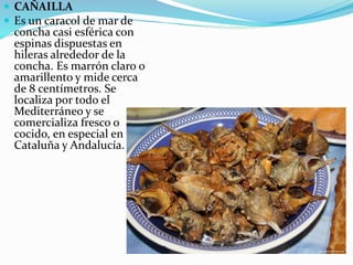  CAÑAILLA
 Es un caracol de mar de
concha casi esférica con
espinas dispuestas en
hileras alrededor de la
concha. Es marrón claro o
amarillento y mide cerca
de 8 centímetros. Se
localiza por todo el
Mediterráneo y se
comercializa fresco o
cocido, en especial en
Cataluña y Andalucía.
 