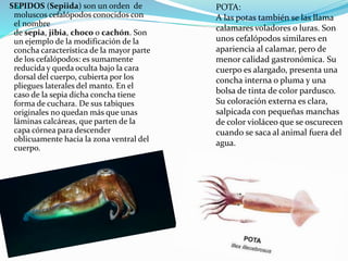 SEPIDOS (Sepiida) son un orden de
moluscos cefalópodos conocidos con
el nombre
de sepia, jibia, choco o cachón. Son
un ejemplo de la modificación de la
concha característica de la mayor parte
de los cefalópodos: es sumamente
reducida y queda oculta bajo la cara
dorsal del cuerpo, cubierta por los
pliegues laterales del manto. En el
caso de la sepia dicha concha tiene
forma de cuchara. De sus tabiques
originales no quedan más que unas
láminas calcáreas, que parten de la
capa córnea para descender
oblicuamente hacia la zona ventral del
cuerpo.
POTA:
A las potas también se las llama
calamares voladores o luras. Son
unos cefalópodos similares en
apariencia al calamar, pero de
menor calidad gastronómica. Su
cuerpo es alargado, presenta una
concha interna o pluma y una
bolsa de tinta de color pardusco.
Su coloración externa es clara,
salpicada con pequeñas manchas
de color violáceo que se oscurecen
cuando se saca al animal fuera del
agua.
 