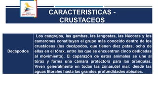 CARACTERISTICAS -
CRUSTACEOS
Decápodos
Los cangrejos, las gambas, las langostas, las Nécoras y los
camarones constituyen el grupo más conocido dentro de los
crustáceos (los decápodos, que tienen diez patas, ocho de
ellas en el tórax, entre las que se encuentran cinco dedicadas
al movimiento). El caparazón de estos animales se une al
tórax y forma una cámara protectora para las branquias.
Viven generalmente en todas las zonas,del mar: desde las
aguas litorales hasta las grandes profundidades abisales.
 