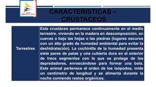CARACTERISTICAS –
CRUSTACEOS
Terrestres
Este crustáceo permanece continuamente en el medio
terrestre, viviendo en la madera en descomposición, en
cuevas o bajo las hojas o las piedras (lugares oscuros
con un alto grado de humedad ambiental para evitar la
deshidratación). La cochinilla de la humedad presenta
siete pares de patas y una cubierta dura en el exterior
de trece segmentos con la que se protege de los
depredadores, enroscándose para formar una bola.
Este animal pertenece al orden de los isópodos, mide
un centímetro de longitud y se alimenta durante la
noche comiendo restos orgánicos.
 