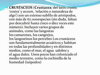  CRUSTACEOS (Crustacea; del latín crusta,
‘costra’ y aceum, ‘relación o naturaleza de
algo’) son un extenso subfilo de artrópodos,
con más de 67.000especies (sin duda, faltan
por descubrir hasta cinco o diez veces este
número).1Incluyen varios grupos de
animales, como las langostas
los camarones, los cangrejos,
los langostinos los percebes Los crustáceos
son fundamentalmente acuáticos y habitan
en todas las profundidades y en distintos
medios, como el mar, el agua salobre y
el agua dulce. Unos pocos han colonizado el
medio terrestre, como la cochinilla de la
humedad (isópodos)
 