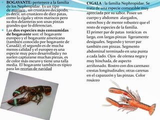  BOGAVANTE: pertenece a la familia
de los Nephropidae. Es un tipo
de marisco , un crustáceo decápodo,
es decir, un crustáceo de diez patas,
como la cigala y otros mariscos pero
su dos delanteras son unas pinzas
grandes que lo diferencian.
 Las dos especies más consumidas
de bogavante son: el bogavante
europeo y el bogavante americano
(también conocido por bogavante de
Canadá); el segundo es de mucha
menos calidad y el europeo es una
especie muy poco desarrollada y no
suelen capturarse muchas piezas, es
de color más oscuro y tiene una talla
media. El bogavante también es típico
para las recetas de navidad
CIGALA : la familia Nephropidae. Se
trata de una especie comestible muy
apreciada por su sabor. Posee un
cuerpo y abdomen alargados,
estrechos y de menor robustez que el
resto de especies de la familia.
El primer par de patas torácicas es
largo, con largas pinzas ligeramente
desiguales. Segundo y tercer par
también con pinzas. Segmento
abdominal terminado en una punta
a cada lado. Ojos de córnea negra y
muy hinchada, de aspecto
arriñonado. Rostro con dos carenaso
crestas longitudinales; otras carenas
en el caparazón y las pinzas. Color
rosáceo
 