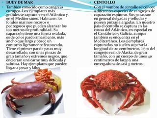  BUEY DE MAR
 También conocido como cangrejo
europeo. Los ejemplares más
grandes se capturan en el Atlántico y
en el Mediterráneo. Habita en los
fondos marinos rocosos o
pedregosos que pueden alcanzar los
100 metros de profundidad. Su
caparazón tiene una forma ovalada,
es de color pardo amarillento, más
ancho que largo y posee un
contorno ligeramente festoneado.
Tiene el primer par de patas muy
desarrollado, con unas pinzas de
gran tamaño y extremos negros, que
encierran una carne muy delicada y
sabrosa. Hay ejemplares que pueden
llegar a pesar 5 kilos
 CENTOLLO
 Con el nombre de centollo se conoce
a diferentes especies de cangrejos de
caparazón espinoso. Sus patas son
en general delgadas y velludas y
poseen pinzas alargadas. En nuestro
país el centollo se captura en las
costas del Atlántico, en especial en
el Cantábrico y Galicia, aunque
también se encuentra en el
Mediterráneo. Los ejemplares
capturados no suelen superar la
longitud de 20 centímetros, lejos del
cangrejo real de Alaska, de gran
tamaño, con un cuerpo de unos 40
centímetros de largo y una
envergadura de casi 3 metros
 