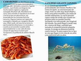  CAMARONES :se distribuyen en las
zonas costeras de los mares intertropicales y
subtropic ales , asociados a estuarios y lagunas
costeras , cuyos fondos son fangosos con
mucha materia orgánica y vegetación
sumergida (Branford 1981, Rönnbäck et al.
2002); estos animales se reproducen en el mar;
y las larvas que son planctónicas, son
arrastradas por las corrientes hacia los
estuarios y lagunas costeras con vegetación
sumergida y rodeados por manglares (Boschi
1974, Gillett 2008), ahí estas larvas tienen la
oportunidad de alimentarse e ir creciendo, y
cuando ya son juveniles (cuando miden
aproximadamente 10 cm), salen de estos
cuerpos de agua hacia el océano para
incorporarse a la población de adultos (Boschi
1974).
 CANGREJO GIGANTE JAPONES
 Es un animal que vive en las
profundidades del Océano Pacífico y las
costas de Japón, se caracteriza por ser
ciego, tener un oído muy desarrollado y
tener unos pelos sensibles a las ondas de
sonido submarinas, lo cual le permite
captar ondas de sonido aún cuando sus
propios oídos no pueden hacerlo.
artrópodo vivo más grande, por longitud,
del mundo. Sus patas llegan a medir más
de 2 metros de largo, cantidad que,
sumada al comparativamente pequeño
cuerpo, le otorga un diámetro total de
cuatro metros. Su peso supera los 20 kg y
se cree que llegan a vivir más de 100 años
y en cautiverio solo 70 años
 