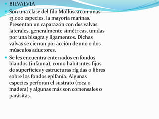  BILVALVIA
 Son una clase del filo Mollusca con unas
13.000 especies, la mayoría marinas.
Presentan un caparazón con dos valvas
laterales, generalmente simétricas, unidas
por una bisagra y ligamentos. Dichas
valvas se cierran por acción de uno o dos
músculos aductores.
 Se les encuentra enterrados en fondos
blandos (infauna), como habitantes fijos
de superficies y estructuras rígidas o libres
sobre los fondos epifanía. Algunas
especies perforan el sustrato (roca o
madera) y algunas más son comensales o
parásitas.
 