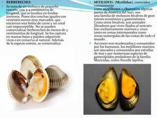  BERBERECHO:
 Se trata de un molusco de pequeño
tamaño, con 3-4 centímetros de
longitud, que se localiza en fondos
arenosos. Posee dos conchas iguales con
veintiséis surcos muy marcados, que
encierran una bolita de carne y un coral
casi imperceptible. No se pueden
comercializar berberechos de menos de 3
centímetrtos de longitud. Se los captura
en mareas bajas y pueden adquirirse
vivos o en conserva al natural. Además
de la especie común, se comercializa
 MITILIDOS: (Mytilidae), conocidos
comúnmente
como mejillones o choros(en algunas
partes de América del Sur), son
una familia de moluscos bivalvos de gran
interés económico y gastronómico.
Como otros bivalvos, son animales
filtradores que viven fijados al sustrato.
Son exclusivamente marinos y viven
tanto en zonas intermareales como
zonas sumergidas de las costas de todo el
mundo.
 Así como son recolectados y consumidos
por los humanos, los mejillones marinos
son atacados y consumidos por estrellas
de mar y por numerosas especies de
gasterópodos predadores de la familia
Muricidae, como Nucella lapillus.
 