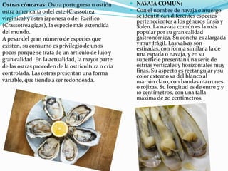   NAVAJA COMUN:
 Con el nombre de navaja o muergo
se identifican diferentes especies
pertenecientes a los géneros Ensis y
Solen. La navaja común es la más
popular por su gran calidad
gastronómica. Su concha es alargada
y muy frágil. Las valvas son
estiradas, con forma similar a la de
una espada o navaja, y en su
superficie presentan una serie de
estrías verticales y horizontales muy
finas. Su aspecto es rectangular y su
color externo va del blanco al
marrón claro, con bandas marrones
o rojizas. Su longitud es de entre 7 y
10 centímetros, con una talla
máxima de 20 centímetros.
Ostras cóncavas: Ostra portuguesa u ostión
ostra americana o del este (Crassotrea
virginica) y ostra japonesa o del Pacífico
(Crassotrea gigas), la especie más extendida
del mundo.
A pesar del gran número de especies que
existen, su consumo es privilegio de unos
pocos porque se trata de un artículo de lujo y
gran calidad. En la actualidad, la mayor parte
de las ostras proceden de la ostricultura o cría
controlada. Las ostras presentan una forma
variable, que tiende a ser redondeada.
 