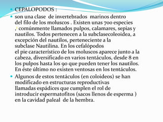 CEPALOPODOS :
 son una clase de invertebrados marinos dentro
del filo de los moluscos . Existen unas 700 especies
,1 comúnmente llamados pulpos, calamares, sepias y
nautilos. Todos pertenecen a la subclasecoleoidea, a
excepción del nautilos, perteneciente a la
subclase Nautilina. En los cefalópodos
el pie característico de los moluscos aparece junto a la
cabeza, diversificado en varios tentáculos, desde 8 en
los pulpos hasta los 90 que pueden tener los nautilos.
En éste último no existen ventosas en los tentáculos.
 Algunos de estos tentáculos (en coloideos) se han
modificado en estructuras reproductivas
llamadas espádices que cumplen el rol de
introducir espermatofitos (sacos llenos de esperma )
en la cavidad paleal de la hembra.
 