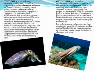  TEUTIDOS son un orden de
moluscos cefalópodos conocidos
vulgarmente como calamares (debido a
su "hueso" calcáreo, conocido como
pluma o caña = calamus en latín) .
Contiene dos subórdenes, Myopsina y
Oegopsina (el último incluye
a Architeuthis dux, el calamar gigante y
aMesonychoteuthis hamiltoni o calamar
colosal). Son animales marinos y
carnívoros. Diversas especies de calamar
son muy utilizadas en cocinas tan
distintas como la japonesa, española o la
italiana. En su cocción es importante
cocinarlos brevemente porque su carne
se endurece con un exceso de cocción.
Las presentaciones más populares son
relleno y cortado en anillos (rabas) y
frito.
 OCTOPODOS: son un orden
de moluscos cefalópodos conocidos
comúnmente como pulpos. Carecen de
concha y poseen ocho brazos. Son
animales marinos y carnívoros Los
pulpos no representan ninguna amenaza
para el hombre. Se los caza por deporte y
para el consumo humano, actualmente
están distribuidos por todo el mundo y la
mayoría se camuflan o se esconden para
no ser vistos.
 Los pulpos no son peligrosos, pero hay
una única excepción: el pulpo de anillos
azules Hapalochlaena, cuya mordedura
es venenosa y puede causar la muerte en
al menos una hora.
 