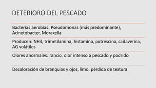 DETERIORO DEL PESCADO
Bacterias aerobias: Pseudomonas (más predominante),
Acinetobacter, Moraxella
Producen: NH3, trimetilamina, histamina, putrescina, cadaverina,
AG volátiles
Olores anormales: rancio, olor intenso a pescado y podrido
Decoloración de branquias y ojos, limo, pérdida de textura
 