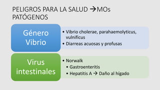 PELIGROS PARA LA SALUD àMOs
PATÓGENOS
• Vibrio cholerae, parahaemolyticus,
vulnificus
• Diarreas acuosas y profusas
Género
Vibrio
• Norwalk
• Gastroenteritis
• Hepatitis A à Daño al hígado
Virus
intestinales
 