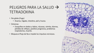 PELIGROS PARA LA SALUD à
TETRADOXINA
• Pez globo (Fugu)
• Ovarios, hígado, intesVno, piel y hueva.
• Síntomas
• Cosquilleo en dedos y labios, náuseas, vómito, diarrea,
pérdida de reﬂejos, parálisis progresiva, problemas
respiratorios, muerte.
• Bloquea el ﬂujo de Na e impide los impulsos nerviosos.
 