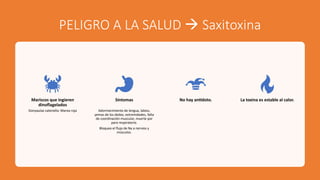 PELIGRO A LA SALUD à Saxitoxina
Mariscos que ingieren
dinoflagelados
Gonyaulax catenella: Marea roja
Síntomas
Adormecimiento de lengua, labios,
yemas de los dedos, extremidades, falta
de coordinación muscular, muerte por
paro respiratorio.
Bloquea el ﬂujo de Na a nervios y
músculos.
No hay an8doto. La toxina es estable al calor.
 