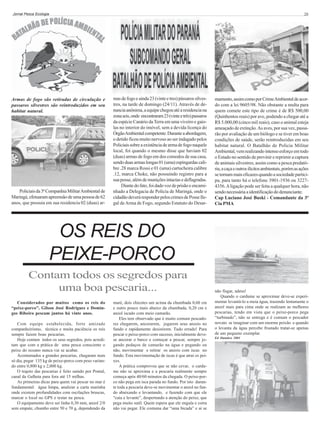 Jornal Pesca Ecologia

Armas de fogo são retiradas de circulação e
passaros silvestres são reintroduzidos em seu
habitat natural.

Policiais da 3ª Companhia Militar Ambiental de
Maringá, efetuaram apreensão de uma pessoa de 62
anos, que possuia em sua residencia 02 (duas) ar-

20

mas de fogo e ainda 23 (vinte e tres) pássaros silvestres, na tarde de domingo (24/11). Através de denuncia anônima, a equipe chegou até a residencia na
zona seis, onde encontraram 23 (vinte e três) passaros
da espécie Canário da Terra em uma viveiro e gaiolas no interior do imóvel, sem a devida licença do
Órgão Ambiental competente. Durante a abordagem,
o detido ficou muito nervoso ao ser indagado pelos
Policiais sobre a existência de arma de fogo naquele
local, foi quando o mesmo disse que haviam 02
(duas) armas de fogo em dos comodos de sua casa,
sendo duas armas longas 01 (uma) espingardas calibre .28 marca Rossi e 01 (uma) cartucheira calibre
.12, marca Choke, não possuindo registro para a
sua posse, além de munições intactas e deflagradas.
Diante do fato, foi dado voz de prisão e encaminhado a Delegacia de Policia de Maringá, onde o
cidadão deverá responder pelos crimes de Posse Ilegal de Arma de Fogo, segundo Estatuto do Desar-

mamento, assim como por Crime Ambiental de acordo com a lei 9605/98. Não obstante a multa para
quem comete este tipo de crime é de R$ 500,00
(Quinhentos reais) por ave, podendo a chegar até a
R$ 5.000,00 (cinco mil reais), caso o animal esteja
ameaçado de extinção. As aves, por sua vez, passarão por avaliação de um biólogo e se tiver em boas
condições de saúde, serão reintroduzidas em seu
habitat natural. O Batalhão de Policia Militar
Ambiental, vem realizando intenso esforço em todo
o Estado no sentido de previnir e reprimir a captura
de animais silvestres, assim como a pesca predatória, a caça e outros ilícitos ambientais, porém as ações
se tornam mais eficazes quando a sociedade participa, para tanto há o telefone 3901-1936 ou 32274356. A ligação pode ser feita a qualquer hora, não
sendo necessária a identificação do denunciante.
Cap Luciano José Buski - Comandante da 3ª
Cia PMA

OS REIS DO
PEIXE-PORCO
Contam todos os segredos para
uma boa pescaria...
Considerados por muitos como os reis do
“peixe-porco”, Gilson José Rodrigues e Domingos Ribeiro pescam juntos há vinte anos.
Com equipe estabelecida, forte amizade
companheirismo, técnica e muita paciência os reis
sempre fazem boas pescarias.
Hoje contam todos os seus segredos, pois acreditam que com a prática de uma pesca consciente o
peixe do oceano nunca vai se acabar.
Acostumados a grandes pescarias, chegaram num
só dia, pegar 135 kg de peixe-porco com peso variando entre 0,800 kg e 2,000 kg.
O trajeto das pescarias é feito saindo por Pontal,
canal da Galheta para fora até 15 milhas.
As primeiras dicas para quem vai pescar no mar é
fundamental: água limpa, analizar a carta marinha
onde existem profundidades com oscilações bruscas,
marcar o local no GPS e testar na pesca.
O equipamento deve ser linha 0,30 mm, anzol 2/0
sem empate, chumbo entre 50 e 70 g, dependendo da

maré, dois chicotes um acima da chumbada 0,60 cm
e outro pouco mais abaixo da chumbada, 0,20 cm e
anzol iscado com meio camarão.
Eles tem observado que é muito comum pescadores chegarem, ancorarem, jogarem seus anzois no
fundo e rapidamente desistirem. Tudo errado! Para
pescar o peixe-porco com sucesso, inicialmente devese ancorar o barco e começar a pescar, sempre jogando pedaços de camarão na água e pegando ou
não, movimentar e retirar os anzois com iscas no
fundo. Esta movimentação de iscas é que atrai os peixes.
A prática comprovou que se não cevar, o cardume não se aproxima e a pescaria realmente sempre
começa após 40/60 minutos da chegada. O peixe-porco não pega em isca parada no fundo. Por isto durante toda a pescaria deve-se movimentar o anzol no fundo abaixando e levantando, e fazendo com que ele
“caia e levante”, despertando a atenção do peixe, que
pega muito sutíl. Quem espera que ele engula e corra
não vai pegar. Ele costuma dar “uma bicada” e aí se

não fisgar, adeus!
Quando o cardume se aproximar deve-se experimentar levantá-lo a meia água, trazendo lentamente o
anzol mais para cima onde se realizam as melhores
pescarias, tendo em vista que o peixe-porco pega
“turbinado”, não se entrega e é comum o pescador
novato se imaginar com um enorme peixão e quando
o levanta da água percebe frustado tratar-se apenas
de um pequeno exemplar.
Ed Outubro 2001

 