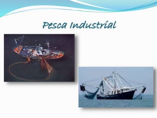 Pesca Industrial
 