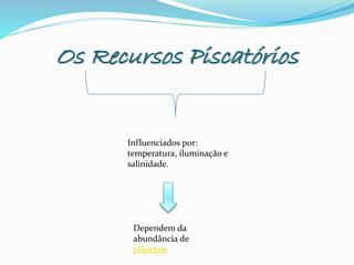 Os Recursos Piscatórios
Influenciados por:
temperatura, iluminação e
salinidade.
Dependem da
abundância de
plâncton
 