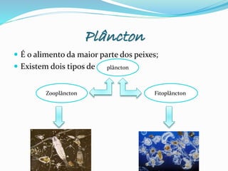Plâncton
 É o alimento da maior parte dos peixes;
 Existem dois tipos de plâncton
FitoplânctonZooplâncton
 