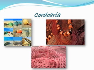 Cordoaria
 