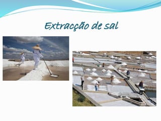 Extracção de sal
 