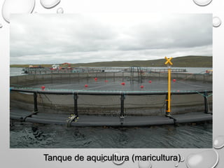 Tanque de aquicultura (maricultura)
 